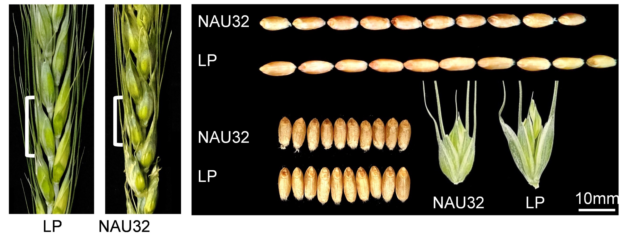 molecularplant發表小麥遺傳育種創新團隊anaturalvariatio